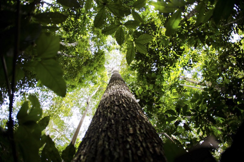Programa vai formar empreendedores que apoiem floresta amazônica