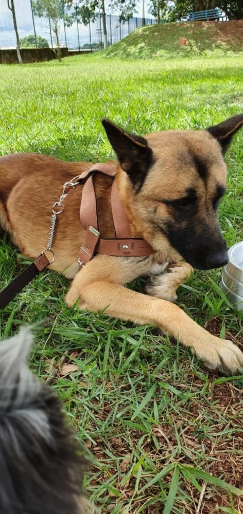 Cachorro Pastor Alemão é encontrado no Santa Terezinha (Coluna do Raoni)
