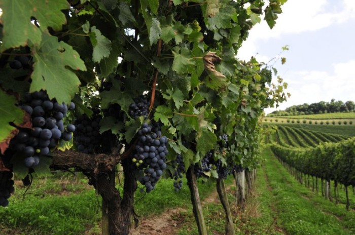 Comissão de Turismo debate a criação da zona franca da uva e do vinho