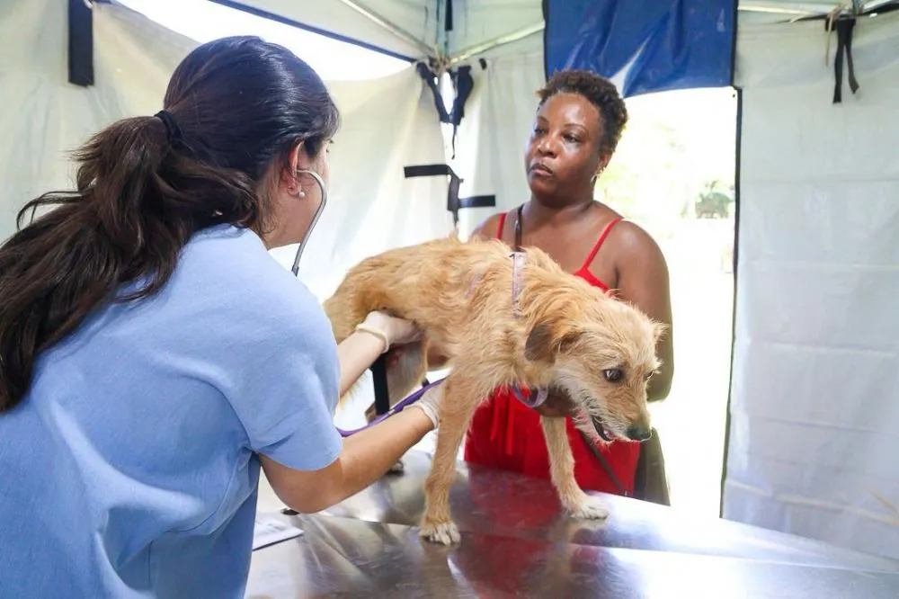 Paulínia abre 250 vagas para castração de cachorros e gatos