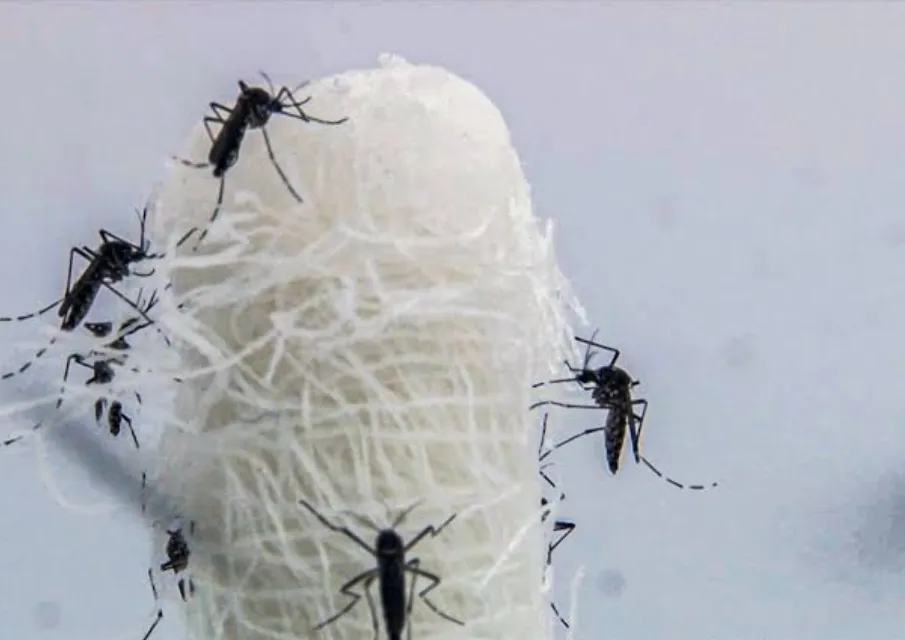 Mogi Guaçu já tem mais de 11,1 mil casos de dengue e soma 16 mortes