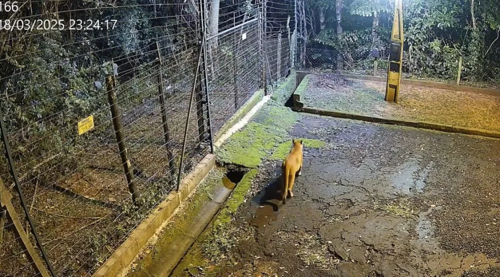 Onça parda “passeia” por condomínio de Sousas, em Campinas, e preocupa moradores (ASSISTA AO VÍDEO)