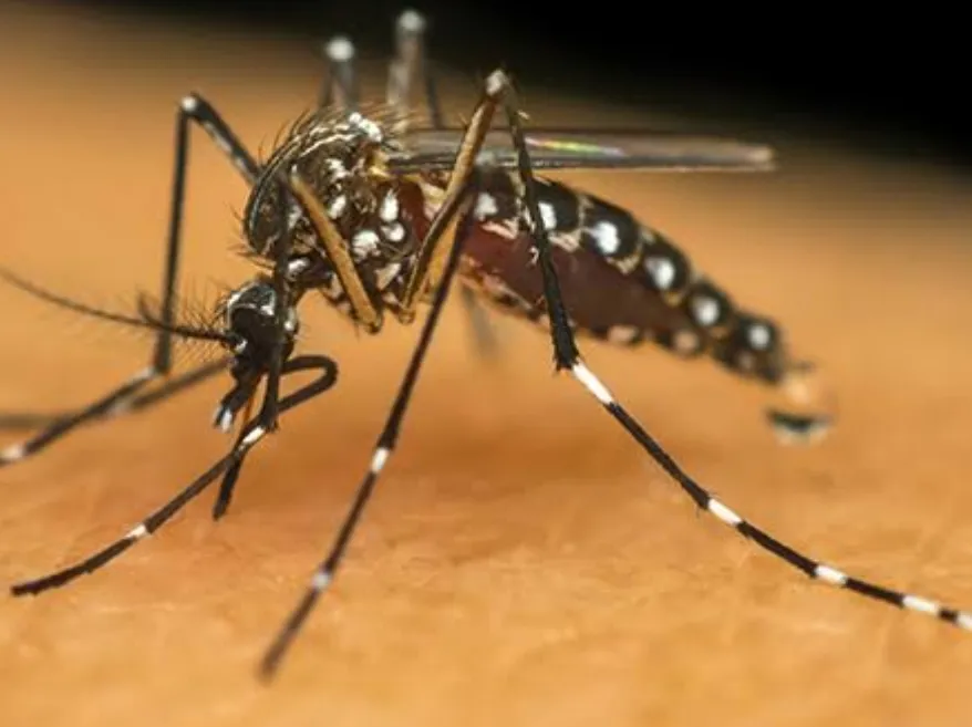 Dengue: Mogi Guaçu já tem mais que o dobro de mortes que 2024 e casos passam 13,8 mil