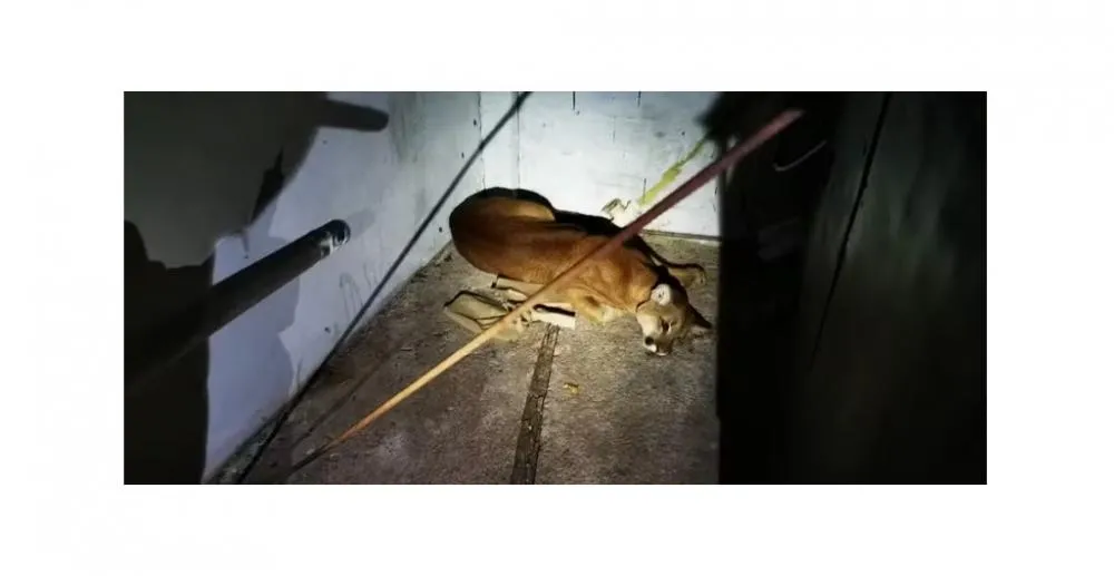  Onça parda é resgatada em lava-jato no Centro de Vinhedo
