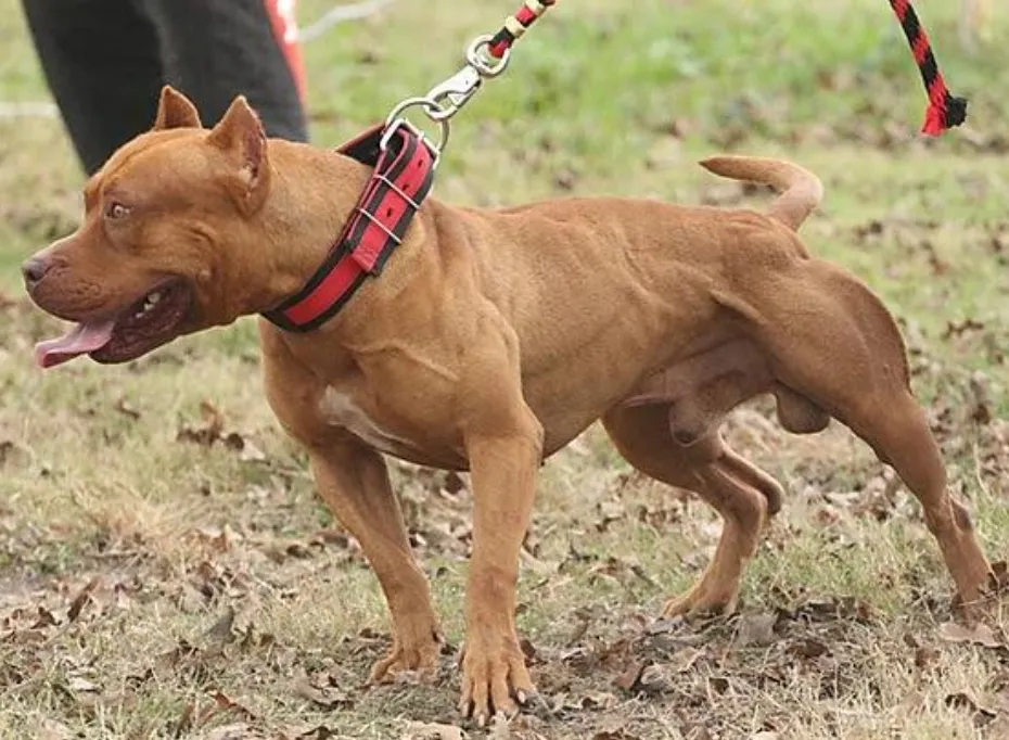 Pitbull solto ataca três crianças em condomínio de Hortolândia