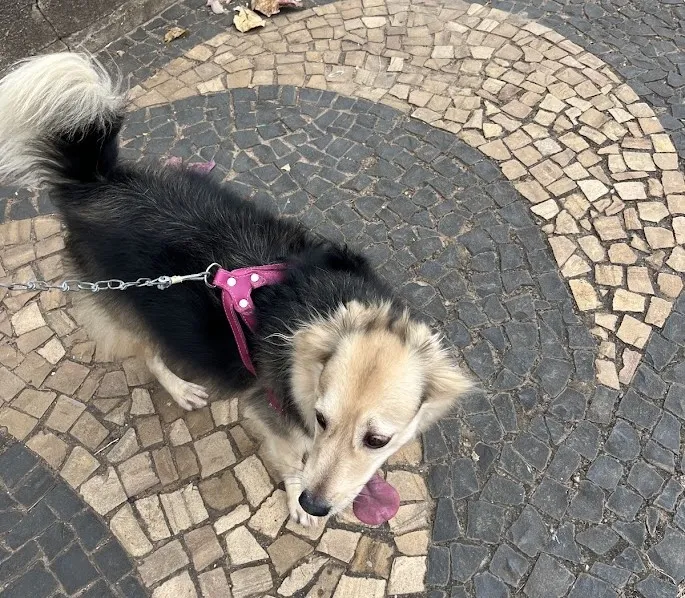 Sumaré realiza Conferência Municipal sobre Proteção e Bem-Estar Animal no sábado