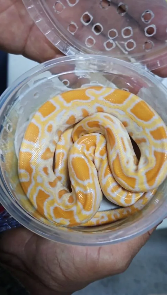 Cobra Píton Albina é encontrada dentro de encomenda nos Correios