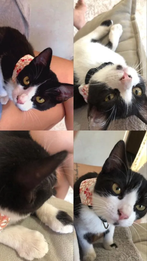 Polícia Civil investiga morte dos gatos que morreram após serem castrados pela Prefeitura de Mogi Guaçu; tutoras questionam laudo produzido por empresa que matou os animais