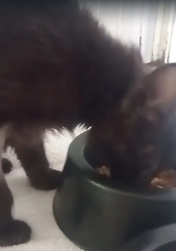 Morre mais uma gata que foi castrada em mutirão da Prefeitura de Mogi Guaçu