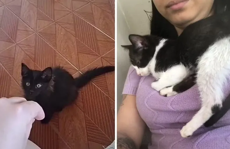 Após reportagens do Zatum, Ministério Público vai investigar mortes dos gatos castrados pela Prefeitura de Mogi Guaçu