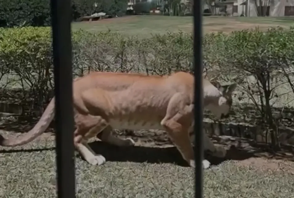 Vídeo de onça-parda em prédio de Campinas é falso e feito por IA