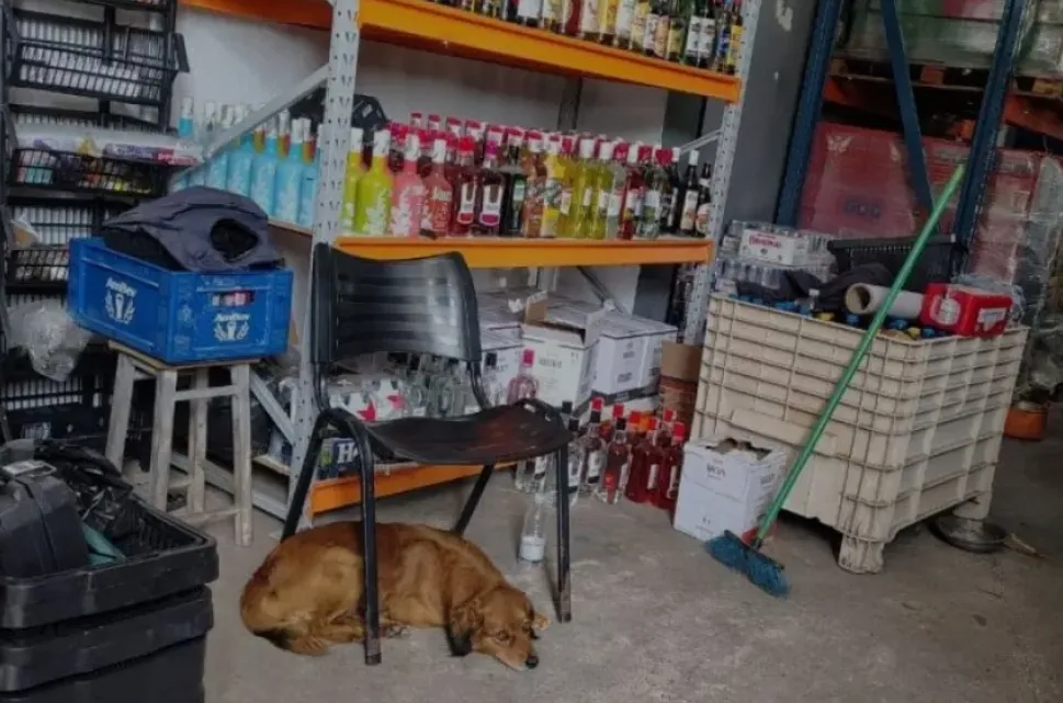 Com ratos, baratas, pombos e fezes: adega é fechada durante operação em Campinas
