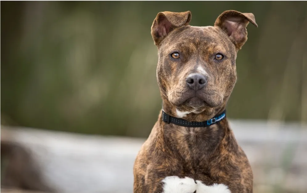 Dono de pitbull é condenado após cachorro atacar e matar yorkshire de vizinhos em Itu