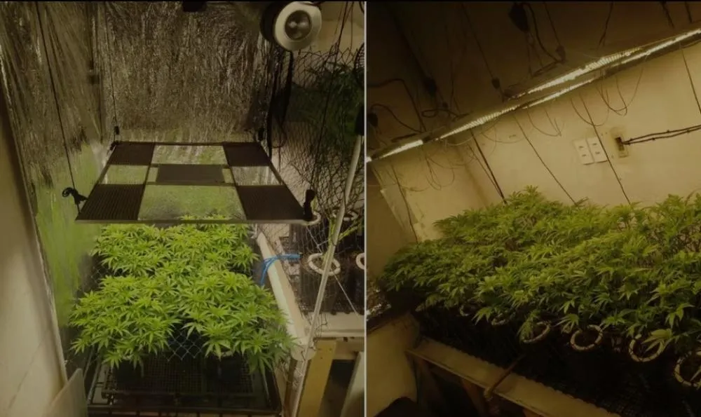 PM apreende R$ 500 mil em planta de maconha e prende homem