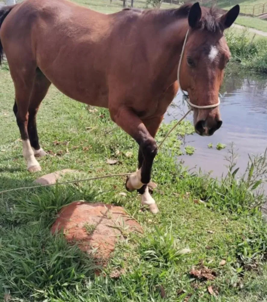 Apelo: Cavalo de Su Leiteiro, figura querida do Guaçu, é roubado no Córrego do Macaco