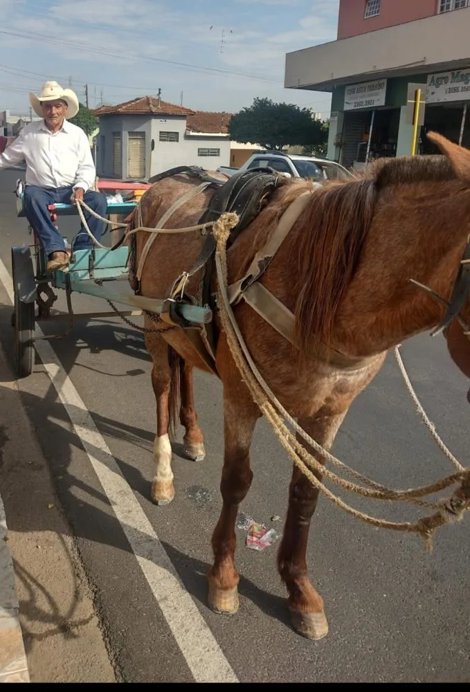 Cavalo furtado em Mogi Guaçu é recuperado pela GCM em Mogi Mirim