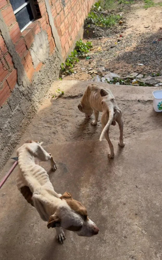 Polícia Civil prende homem por maus-tratos a cães em Campinas
