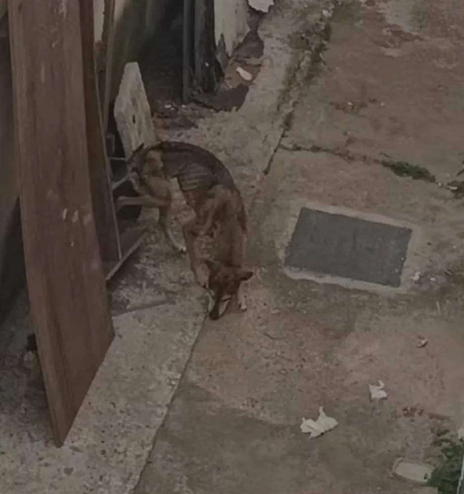 Polícia Civil prende mulher acusada de maus-tratos a cachorro em Campinas