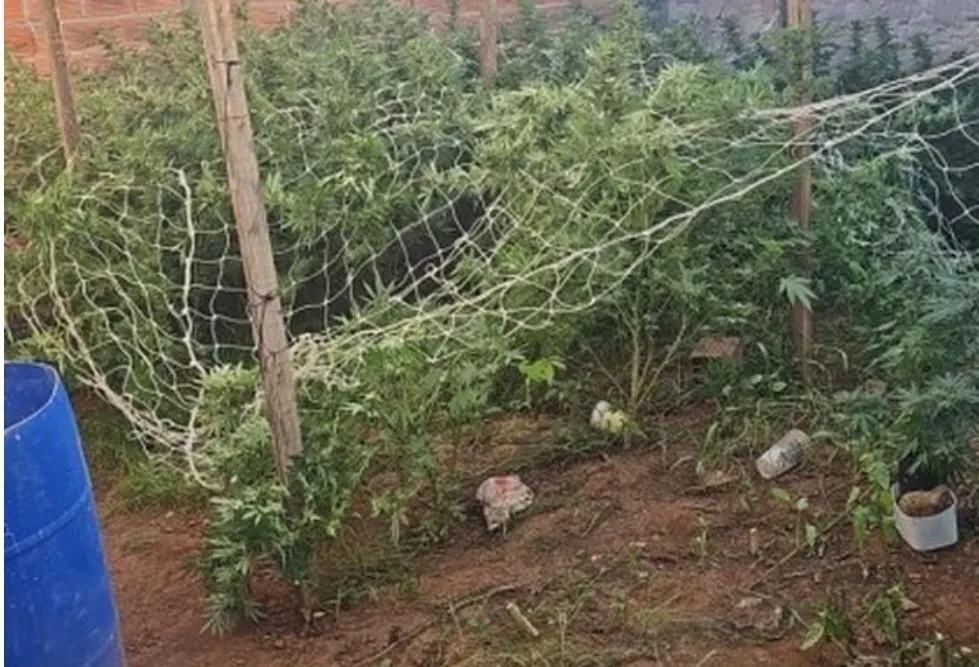 Polícia prende homem por plantação de maconha em condomínio de Mogi Guaçu