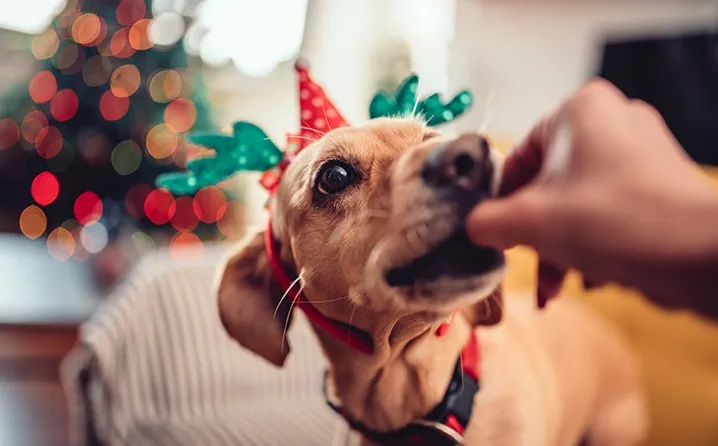 Fim de ano com pets: cuidados essenciais para evitar acidentes e reduzir o estresse durante as festas