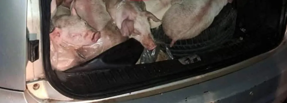 Ladrões são presos ao tentar furtar leitões de fazenda em cidade da região