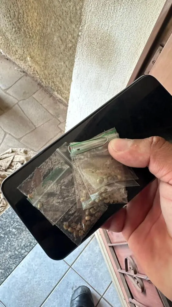 Polícia desmonta cultivo caseiro de maconha em Itapira após denúncia de ameaça