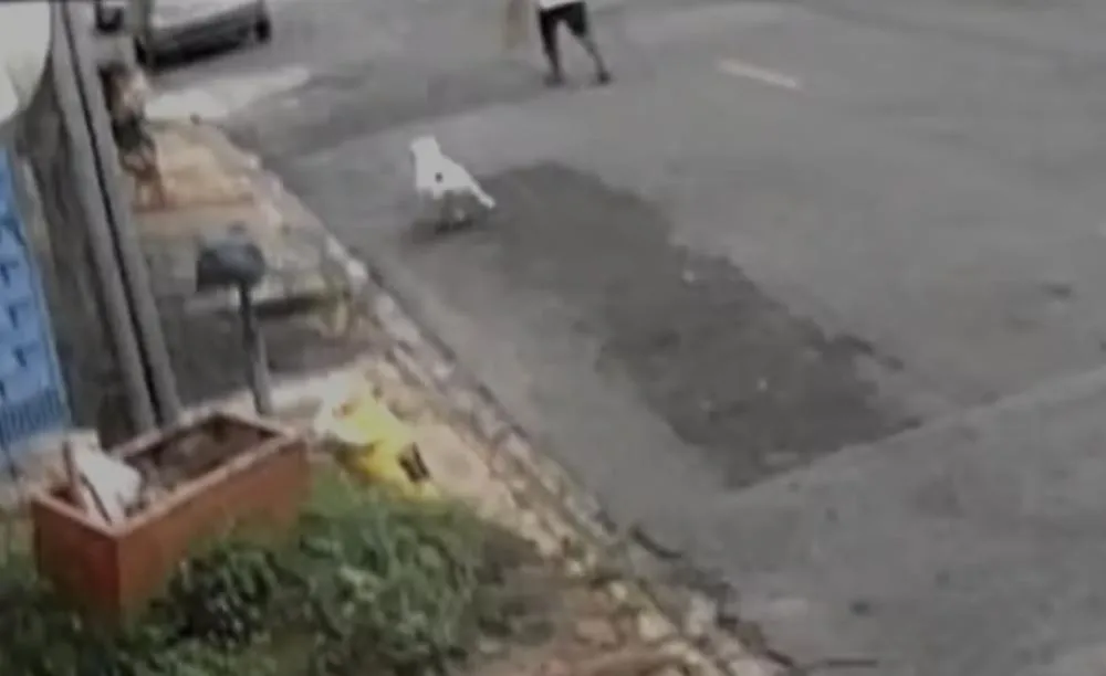 Criança de 4 anos é atacada por pitbull em Campinas