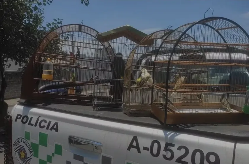 Agropecuária em Sumaré é multada em R$ 85 mil por maus-tratos a aves silvestres