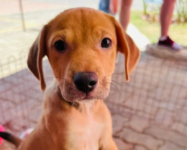 Sumaré realiza feira de adoção de cães e gatos neste sábado 
