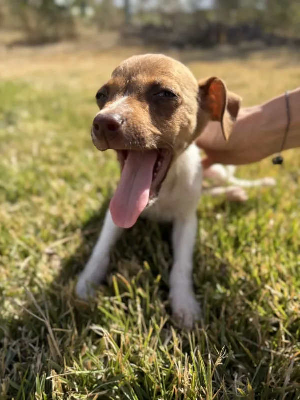 Paulínia inicia feiras de adoção de animais neste sábado