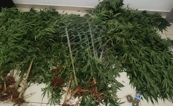 Mulher é presa com 13 quilos de maconha cultivada em casa, em Sumaré
