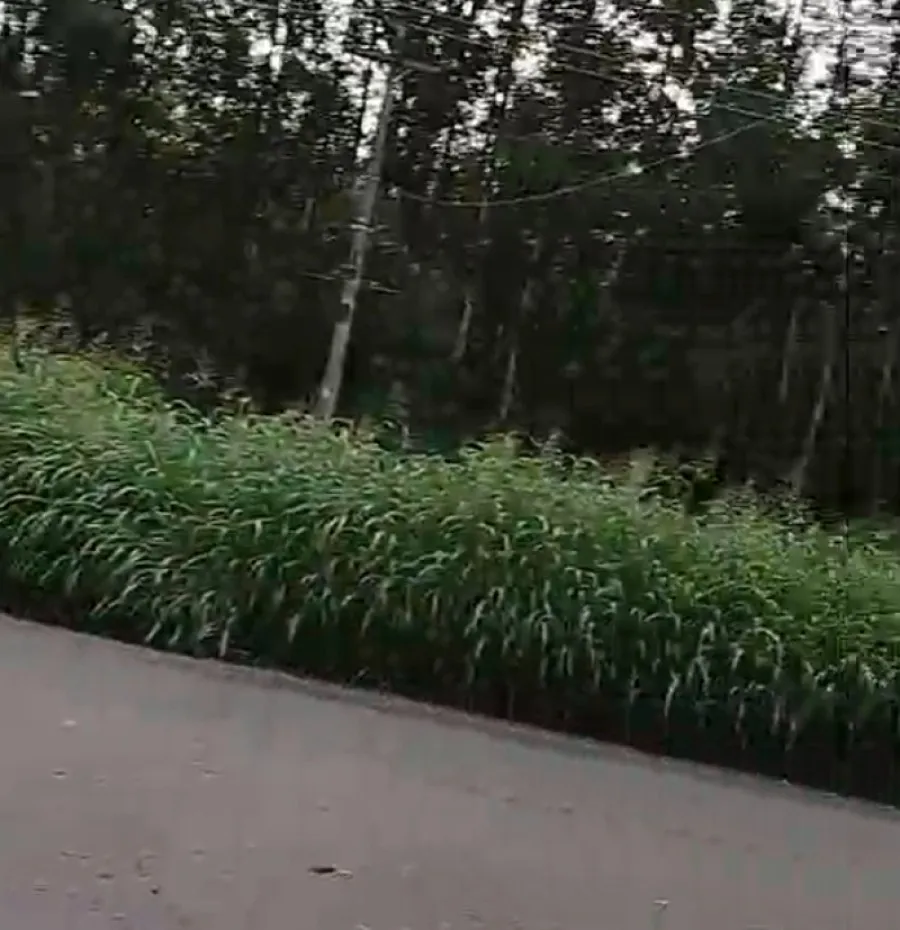 Mogi Guaçu abandonada: Avenida Antônio Machado está tomada pelo mato, sujeira e buracos; assista a um vídeo sobre a situação