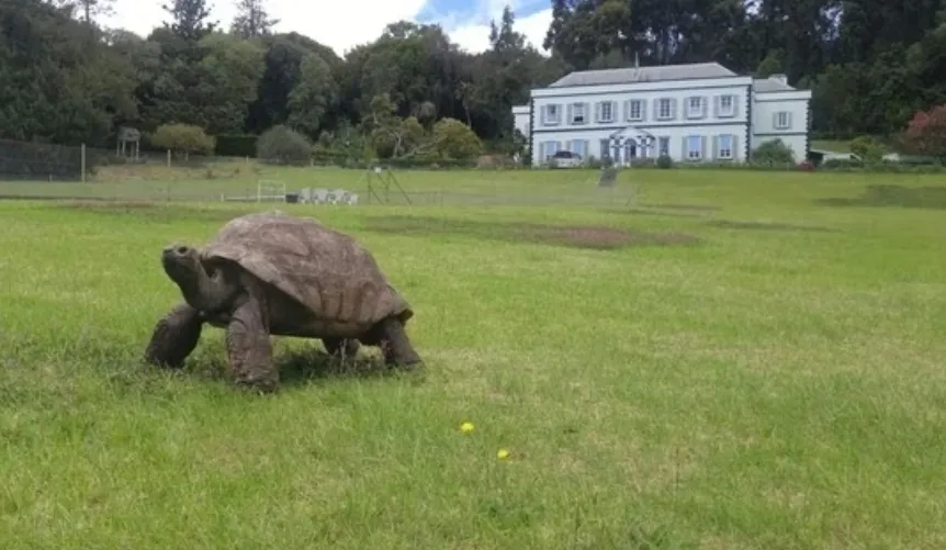 Jonathan, o animal terrestre mais velho do mundo, completa 194 anos e segue como “testemunha” da história