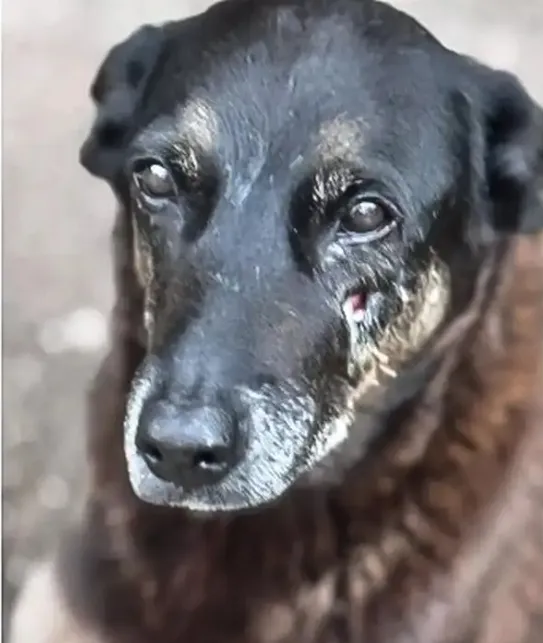 Adolescentes suspeitos de torturar cão Orelha até a morte voltam ao Brasil após viagem à Disney