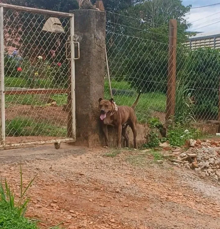 Bebê de 11 meses morre após ataque de cachorro pitbull em Socorro