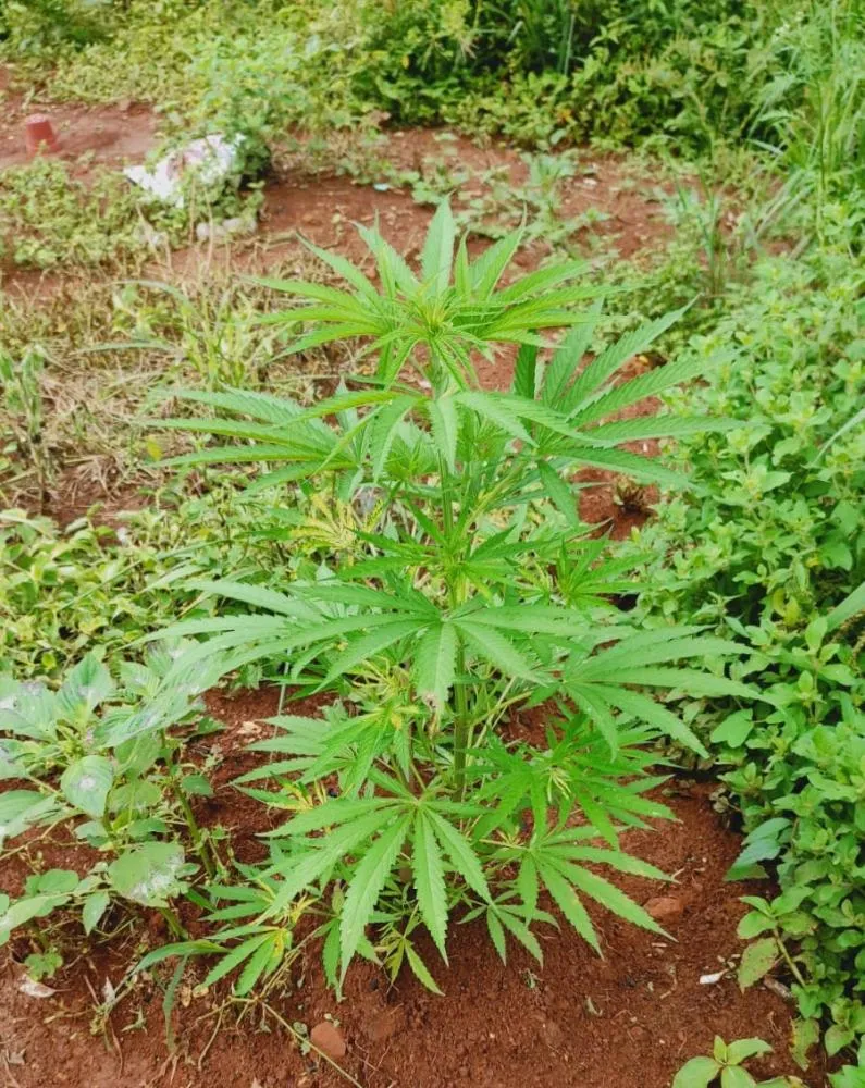 PM apreende pés de maconha em Santo Antônio de Posse