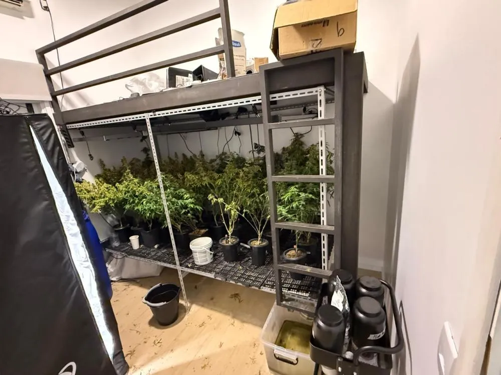 Polícia Civil prende homem com 58 pés de maconha em Campinas