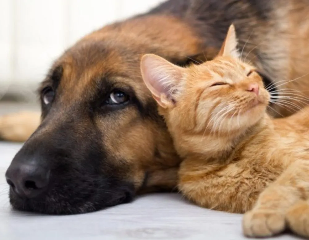 Estatuto dos Cães e Gatos prevê penas para quem maltratar animais