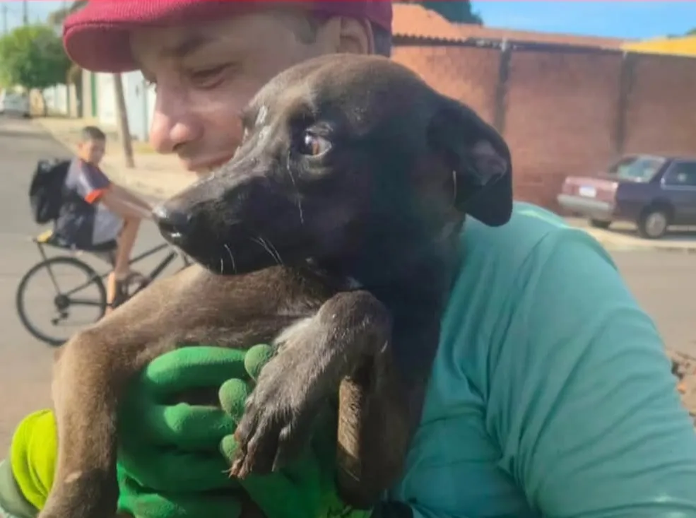 Equipe resgata cachorro preso em bueiro durante limpeza em Mogi Guaçu