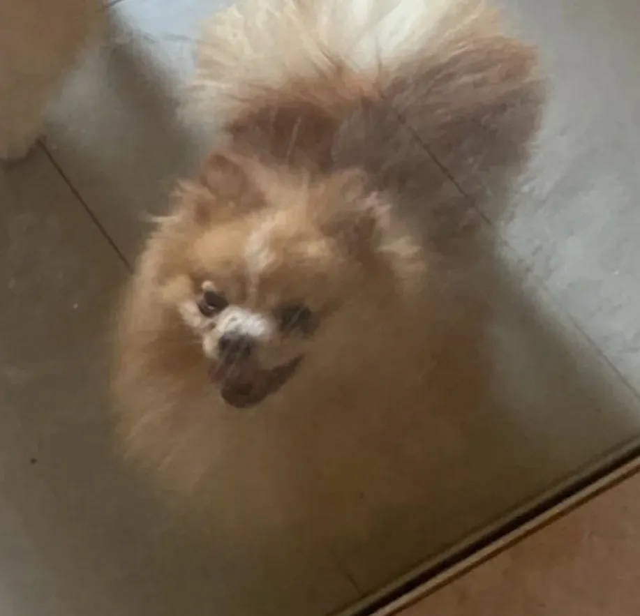 Por vingança, homem mata cachorro da ex e joga animal em represa de Sumaré