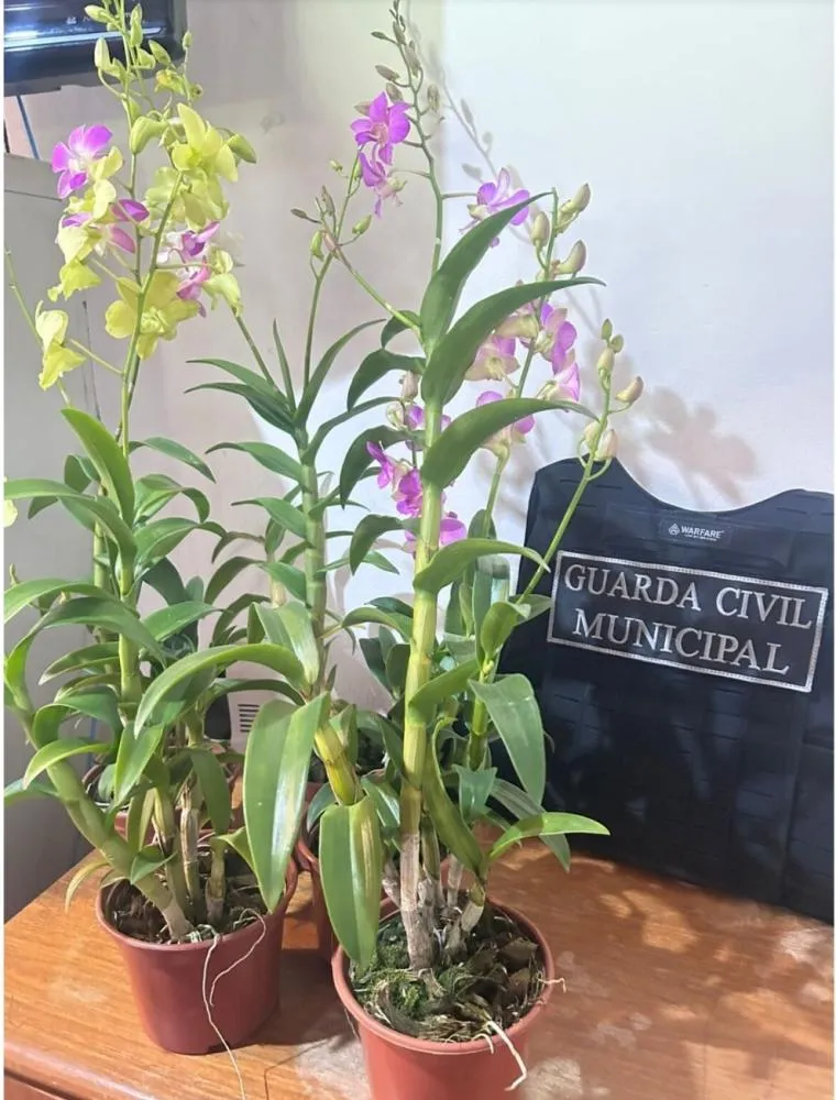 Ladrão é preso pela GCM após furtar flores para revender em Holambra
