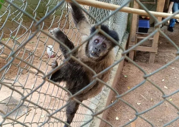Macaco-prego debilitado é resgatado pela Guarda Civil Municipal