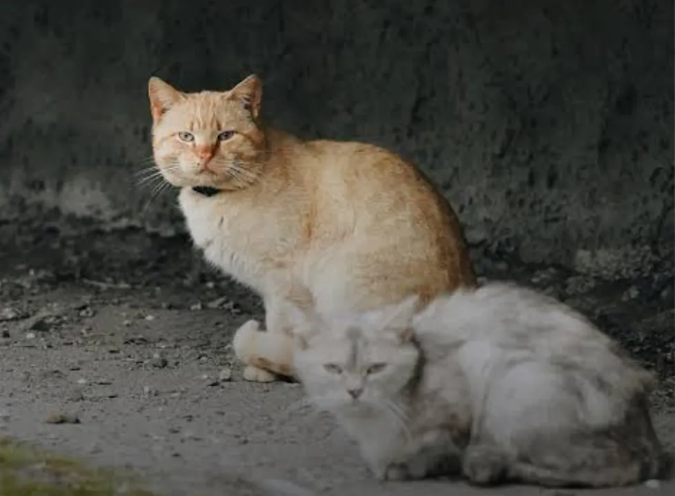 Valinhos investiga mortes de dois gatos vítimas de tiros de chumbinho