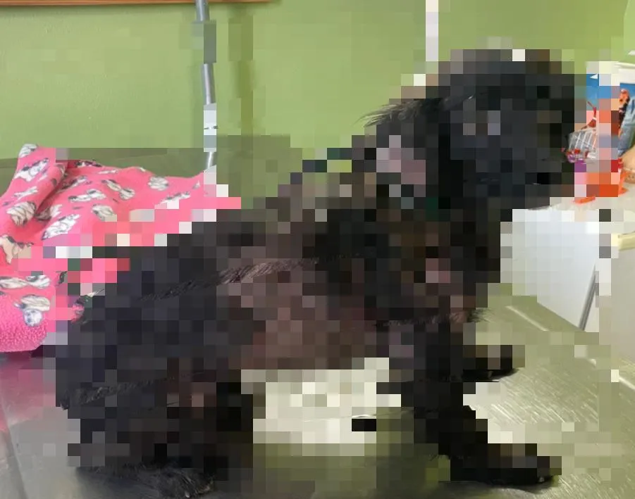 Cachorro em situação de maus-tratos é resgatado pela Polícia Militar em Itapira