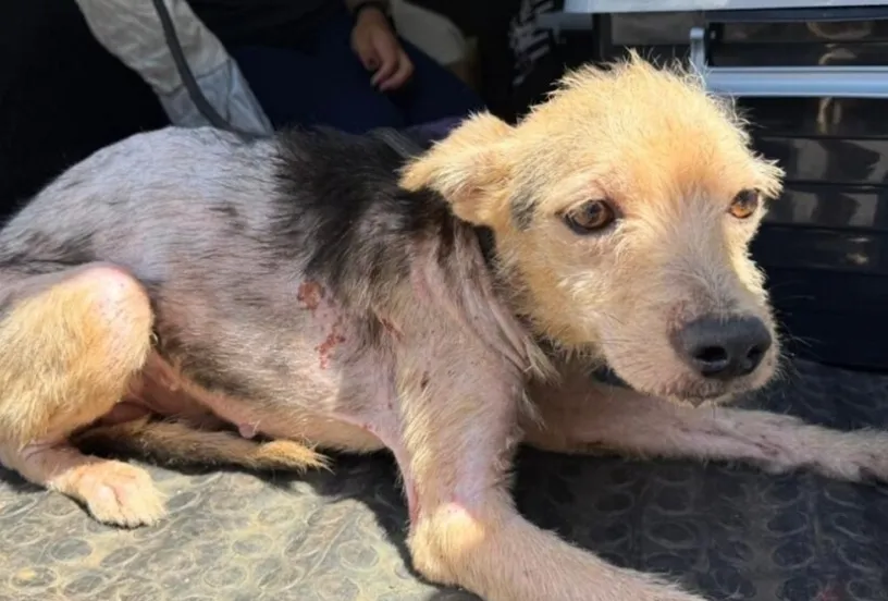 Cachorro é resgatado em condições de maus-tratos e tutor é detido
