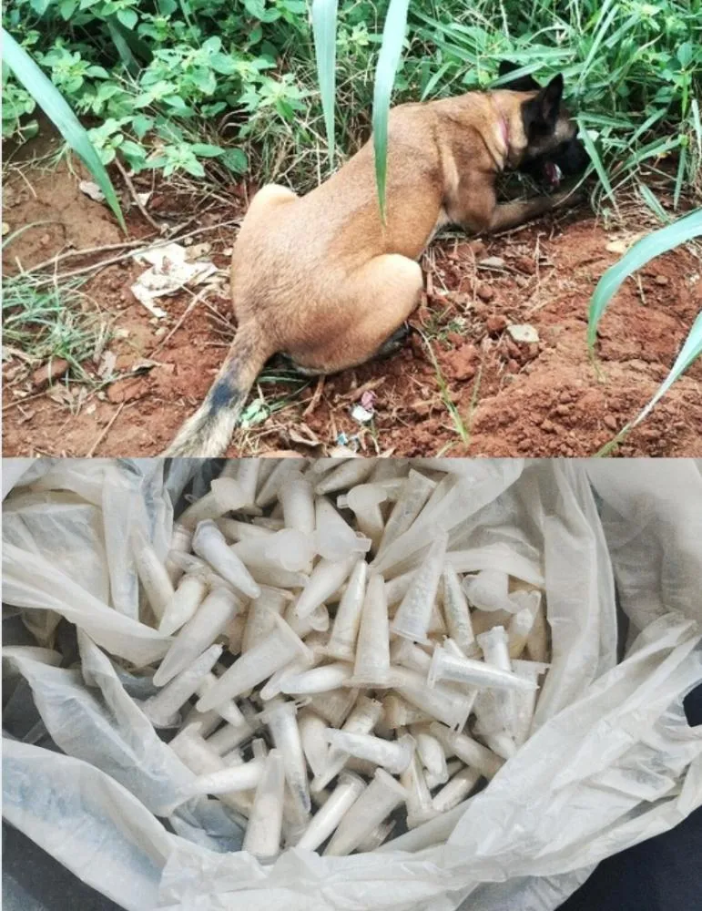 GCM de Mogi Guaçu apreende 126 porções de drogas durante treino de cães farejadores
