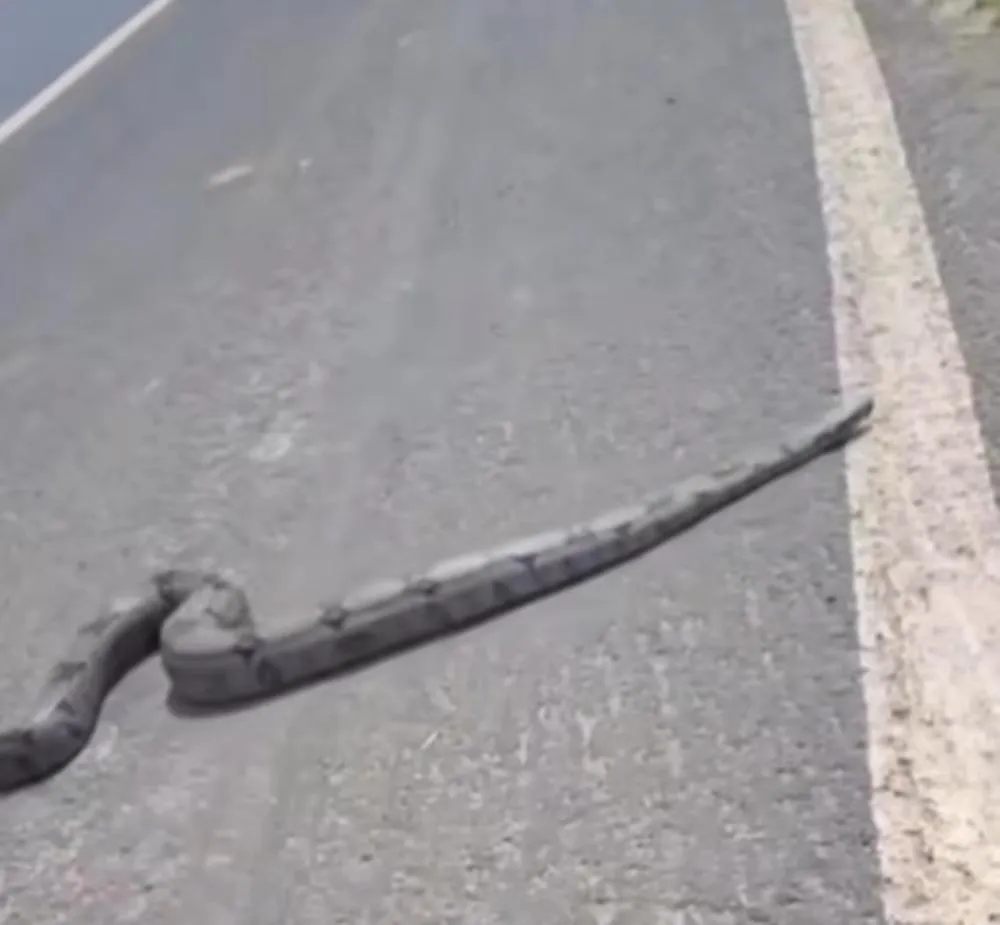 Morador ajuda jiboia a atravessar rua em Santa Bárbara d'Oeste