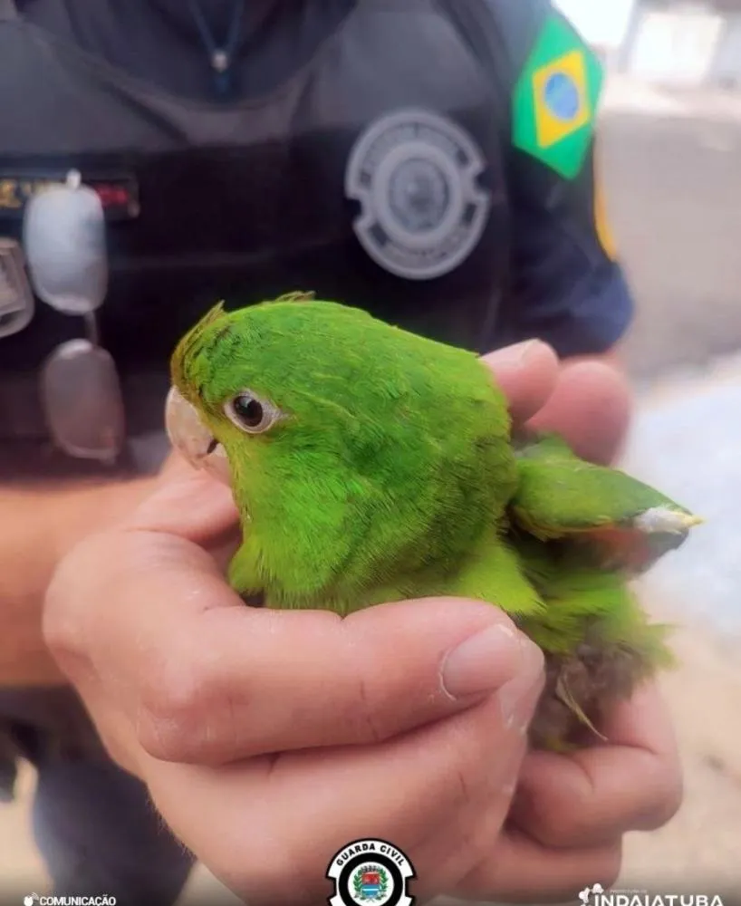 Guarda Municipal de Indaiatuba resgata maritaca ferida no Jardim Morada do Sol