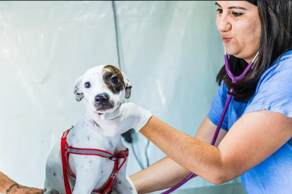 Paulínia abre 250 vagas para castração gratuita de cães e gatos nesta quarta-feira