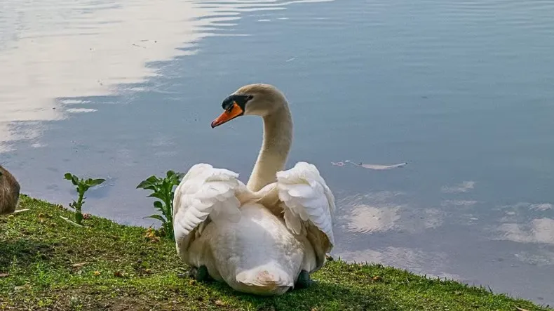 Investigação sobre sumiço de cisne branco avaliado em R$ 15 mil mobiliza a Polícia Civil em Campinas
